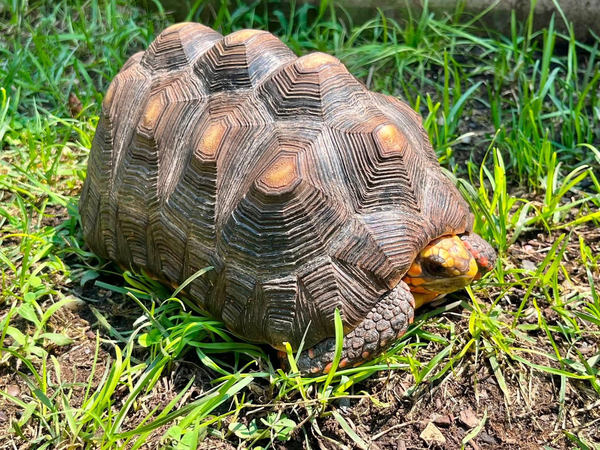 Jesse, adopted, Young Female Red Foot.
