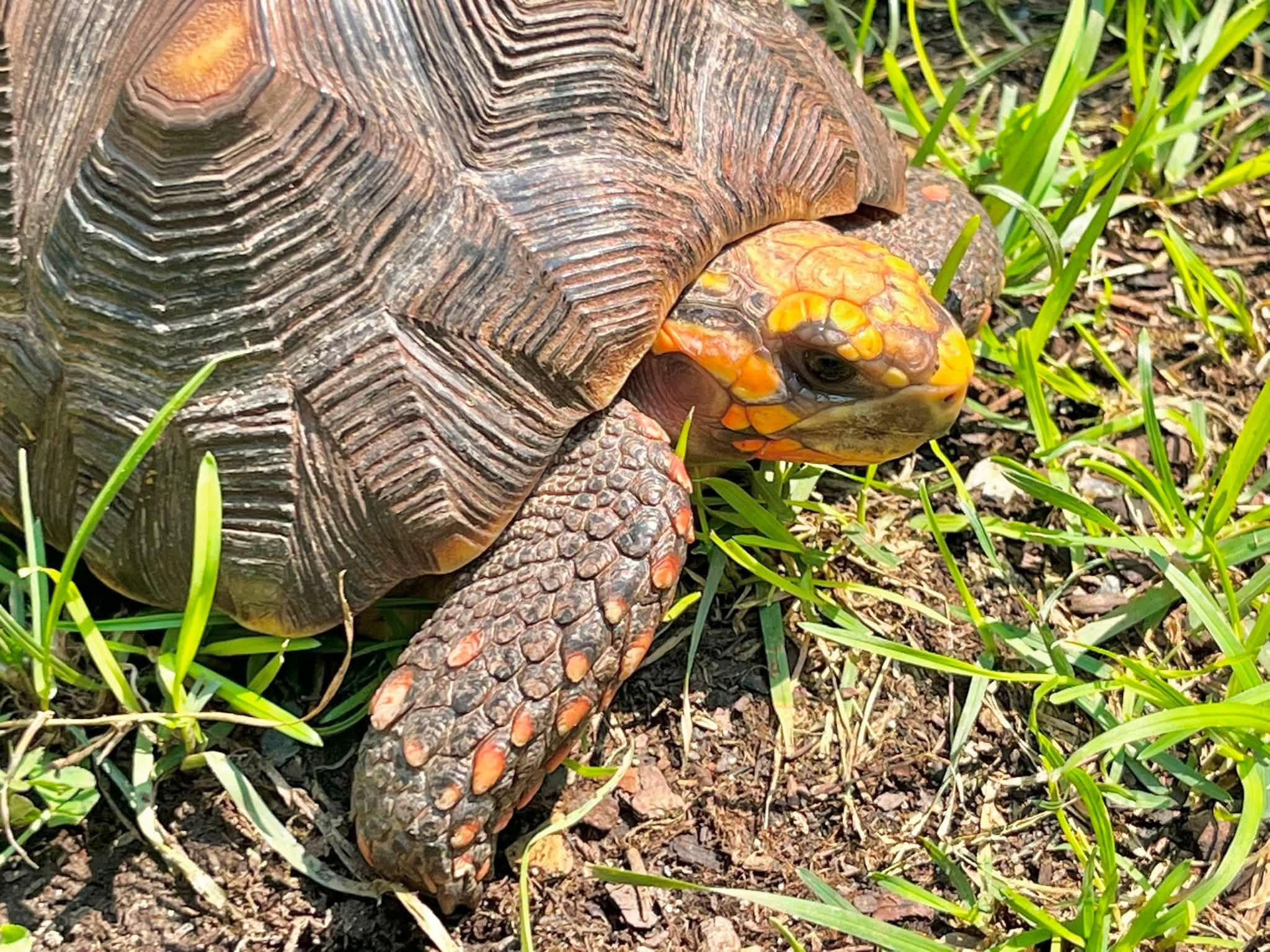 Enlarge Jesse, an adopted Red Foot in Palmerton, PA image 3/3