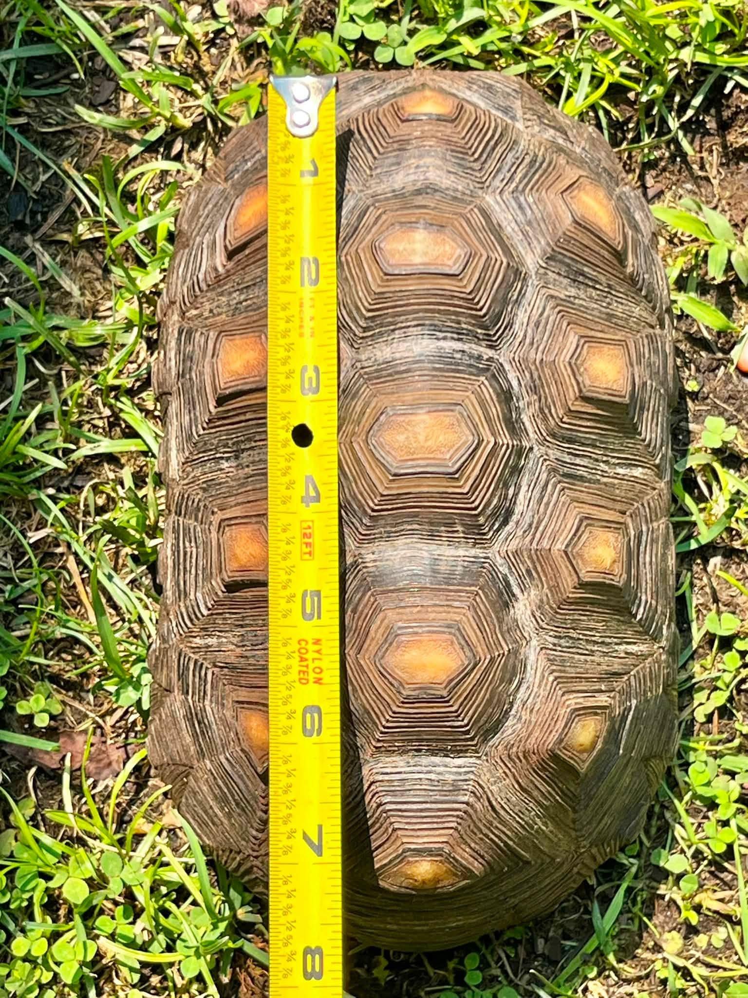 Enlarge Jesse, an adopted Red Foot in Palmerton, PA image 2/3