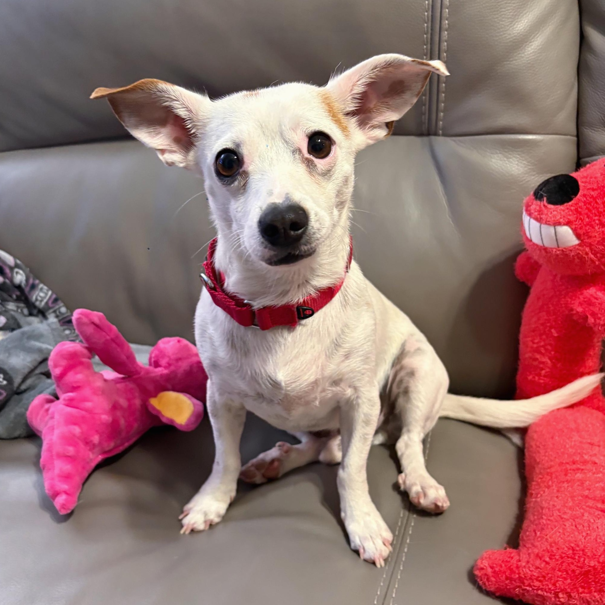 Moose, Adoptable, Adult Male Chihuahua & Jack Russell Terrier.