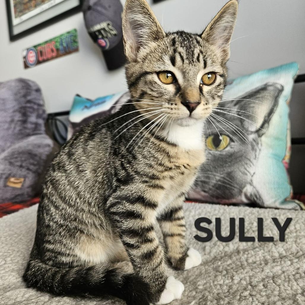 Sully, Adoptable, Kitten Male Domestic Short Hair.
