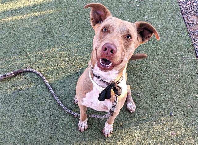 LANEY, Adoptable, Young Female Labrador Retriever & Mixed Breed.
