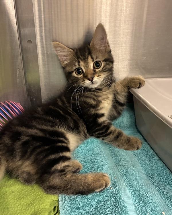 Pollak (with Temple), Adoptable, Kitten Female Domestic Medium Hair.