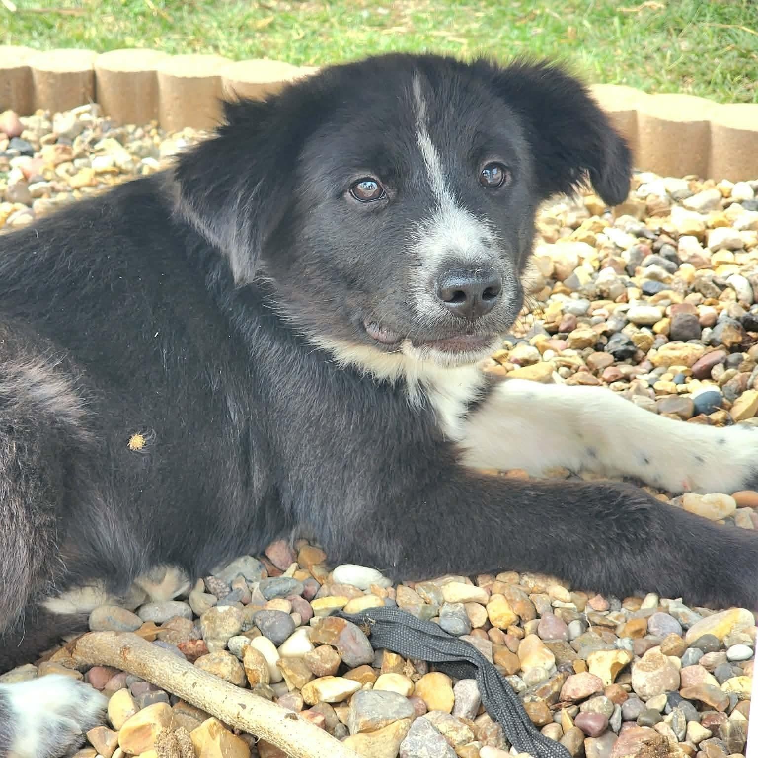 Enlarge Nigel , an adopted mixed breed in Hartford, CT image 4/6