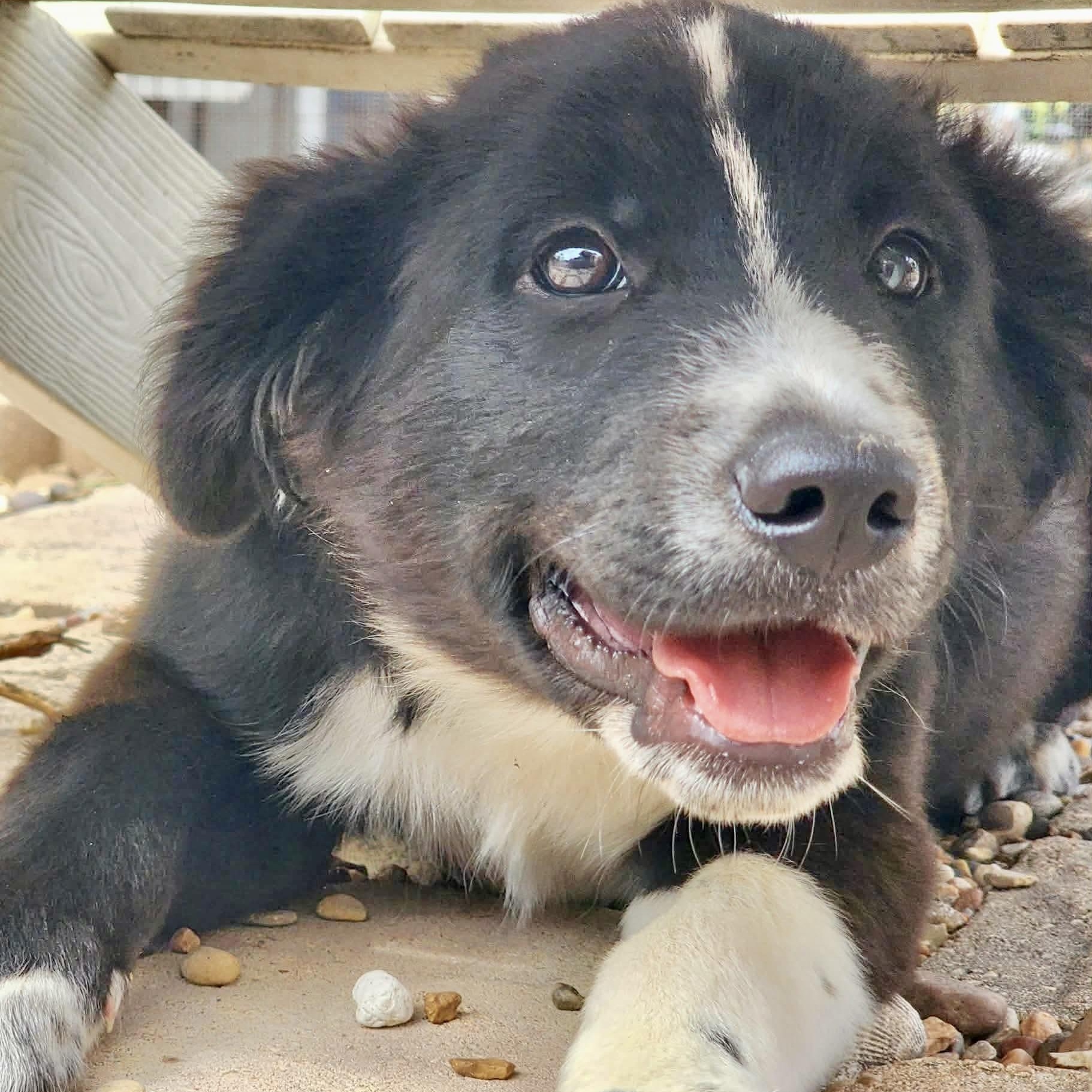 Nigel , adopted, Puppy Male Border Collie.