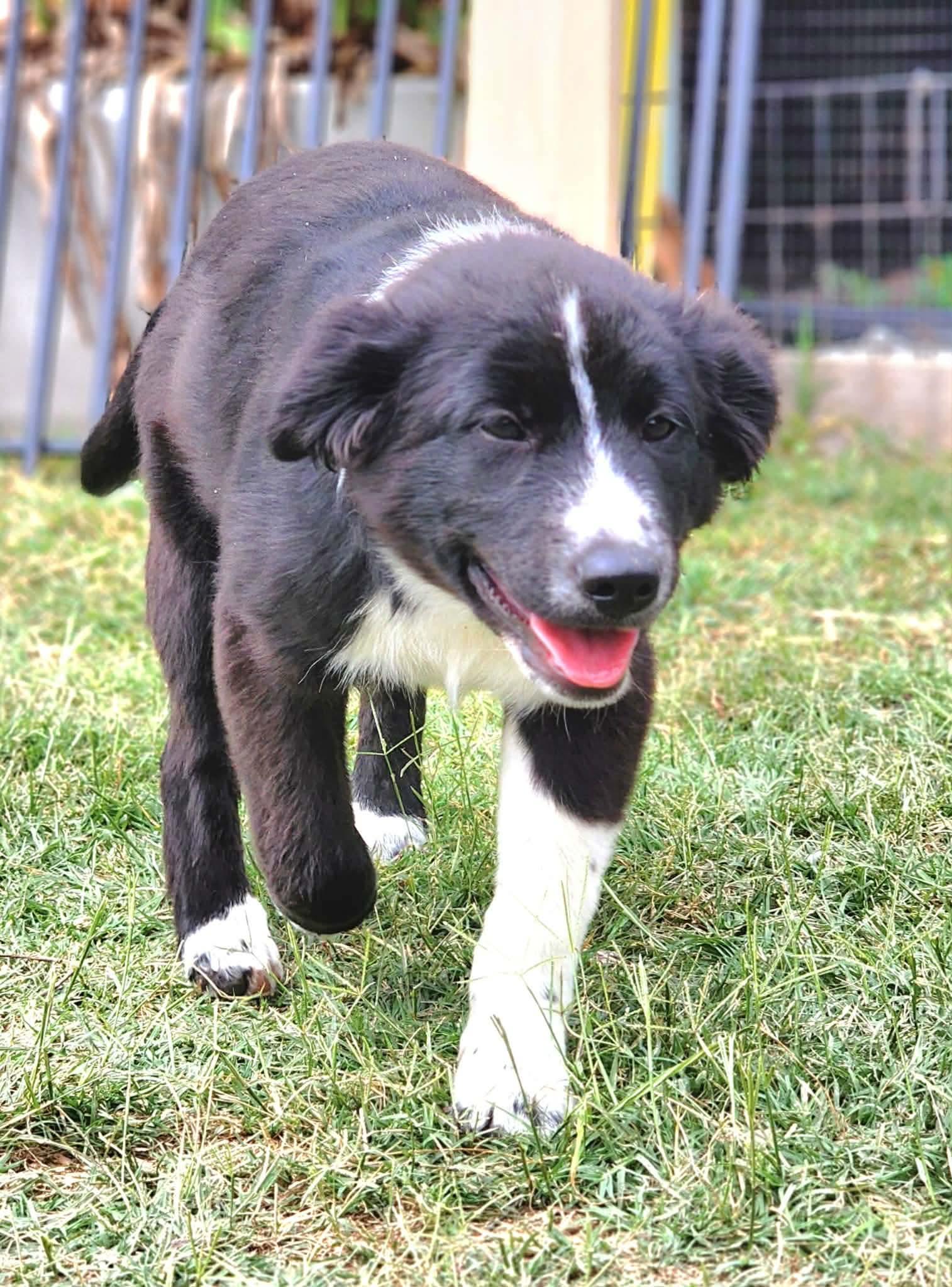 Enlarge Nigel , an adopted mixed breed in Hartford, CT image 3/6