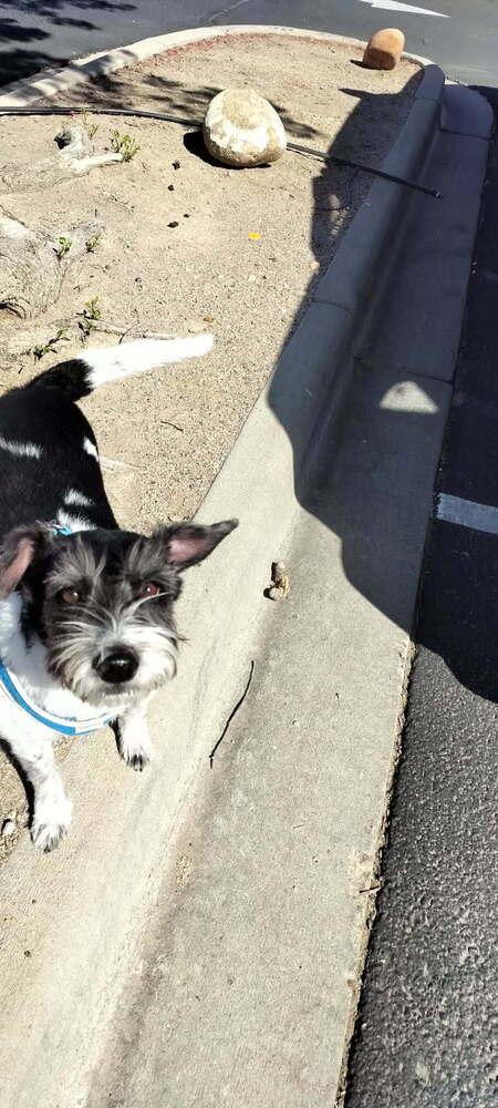 Freckles, Adopted, Adult Male Jack Russell Terrier.
