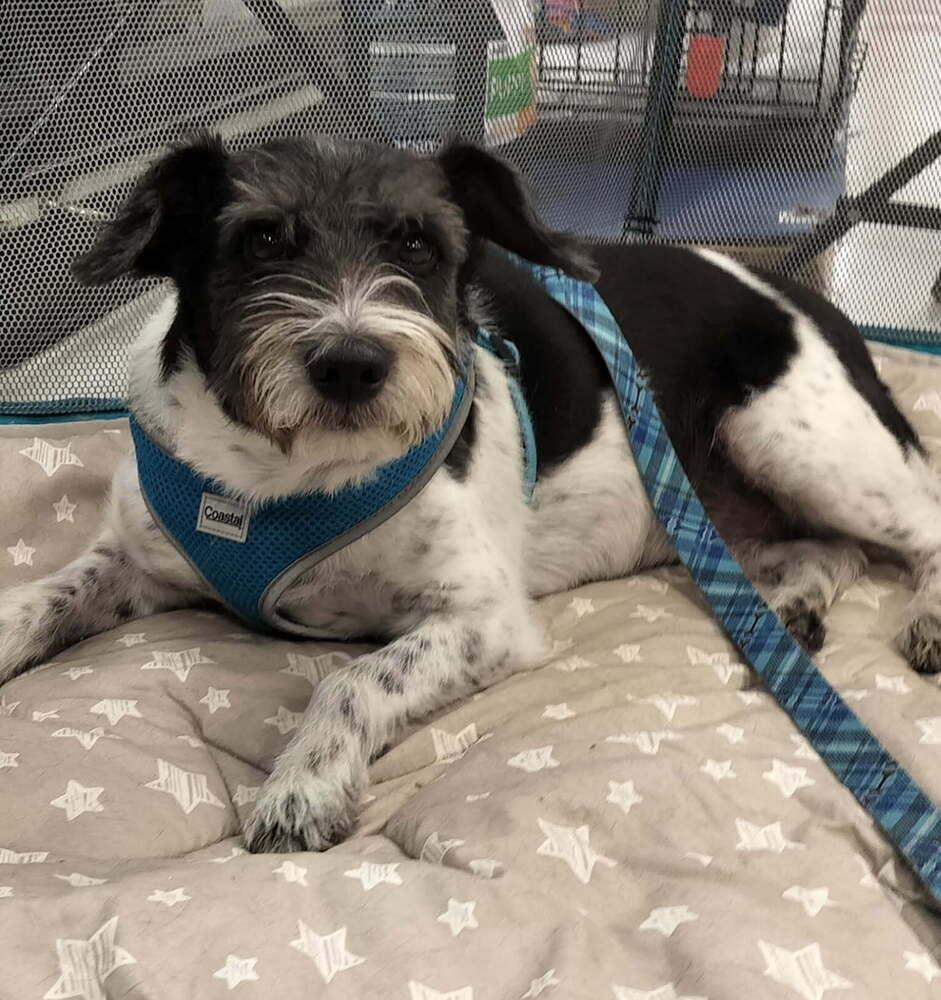 Enlarge Freckles, a Adopted mixed breed in Boone, CO image 2/2