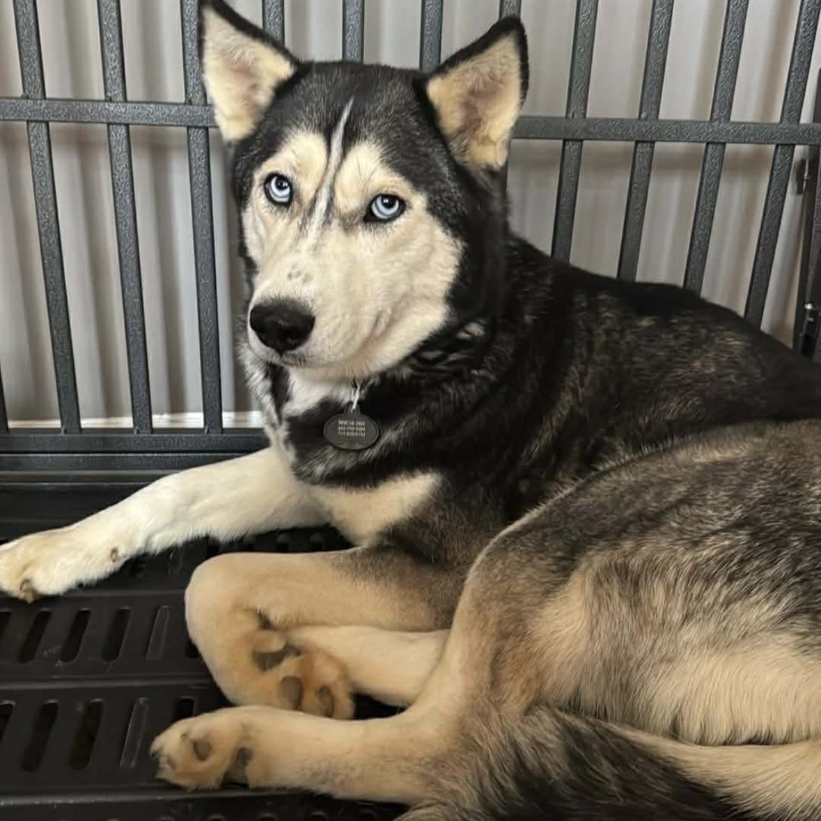 Enlarge Stella, a ADOPTABLE Siberian Husky in York, PA image 1/2