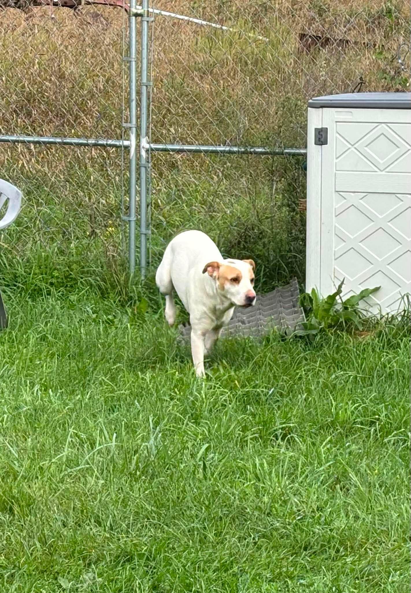 Moose, Adoptable, Adult Male Mixed Breed.