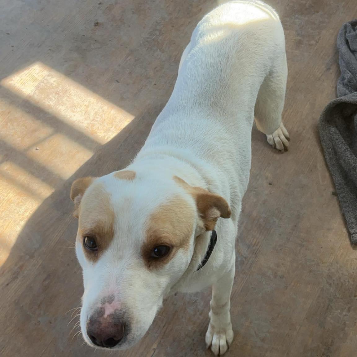 Enlarge Moose, a Adoptable Mixed Breed in Heuvelton, NY image 2/6