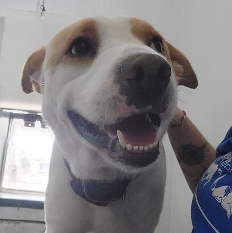 Enlarge Moose, a Adoptable Mixed Breed in Heuvelton, NY image 3/6