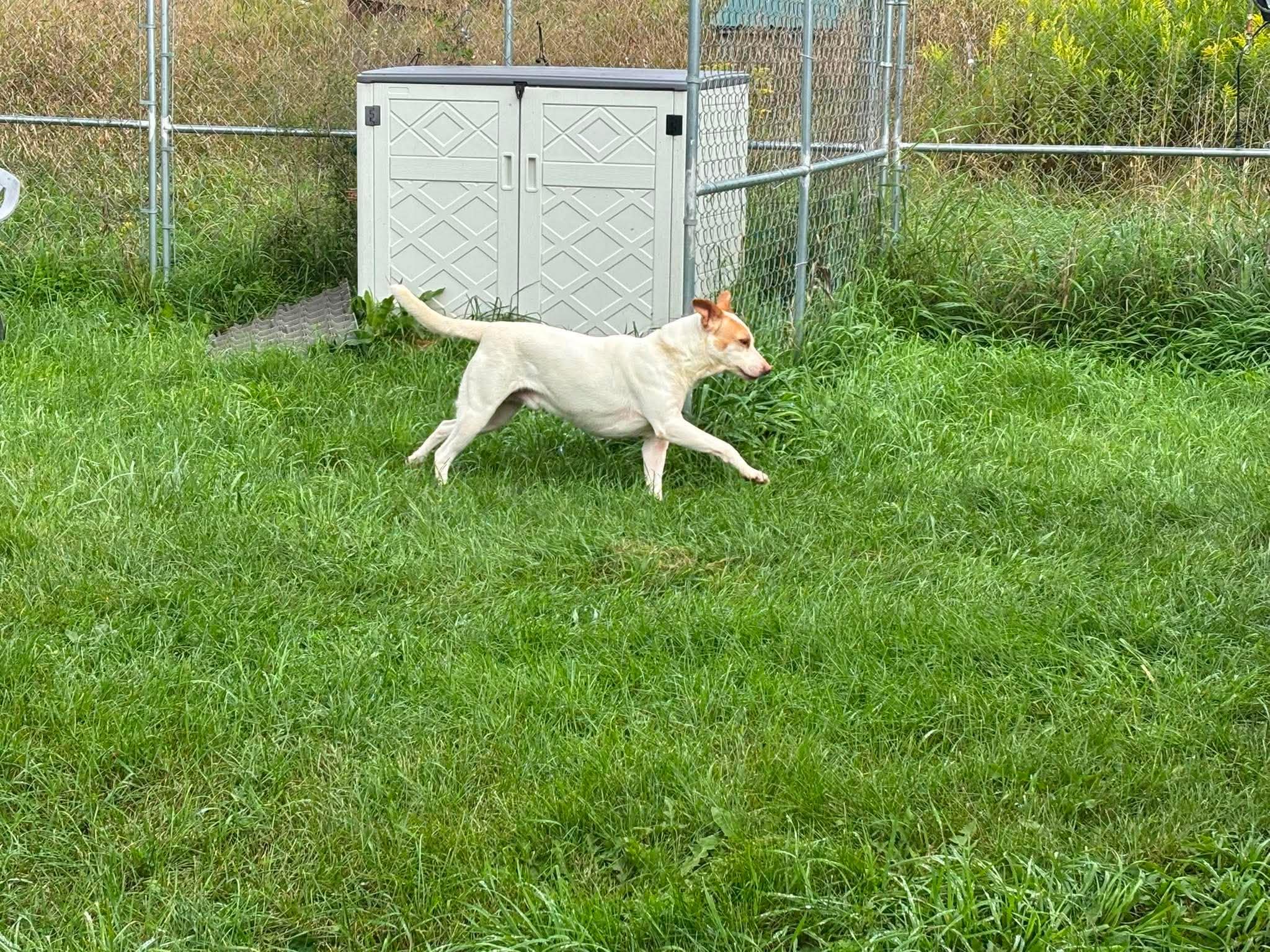Enlarge Moose, a Adoptable Mixed Breed in Heuvelton, NY image 4/6