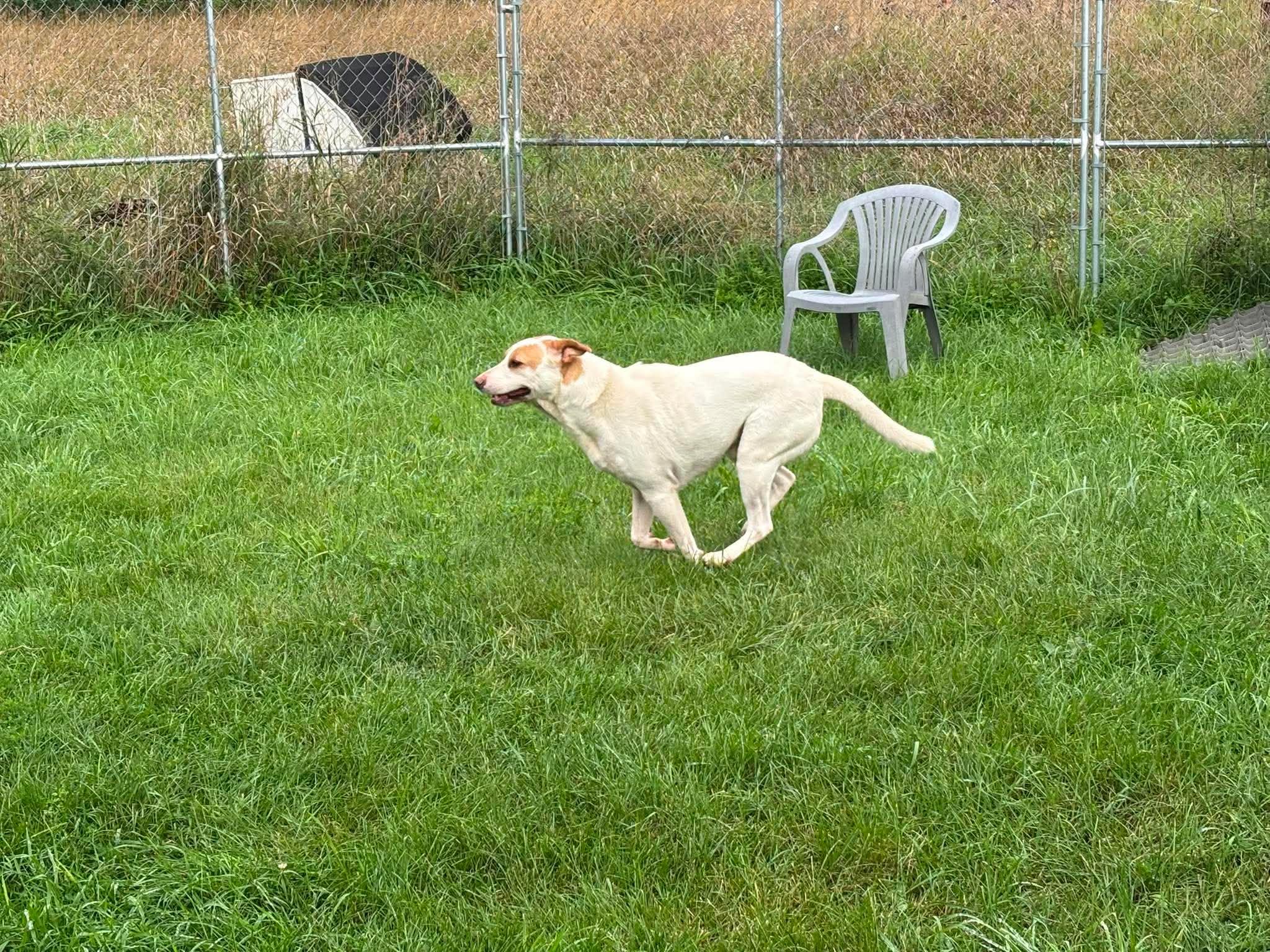 Enlarge Moose, a Adoptable Mixed Breed in Heuvelton, NY image 5/6