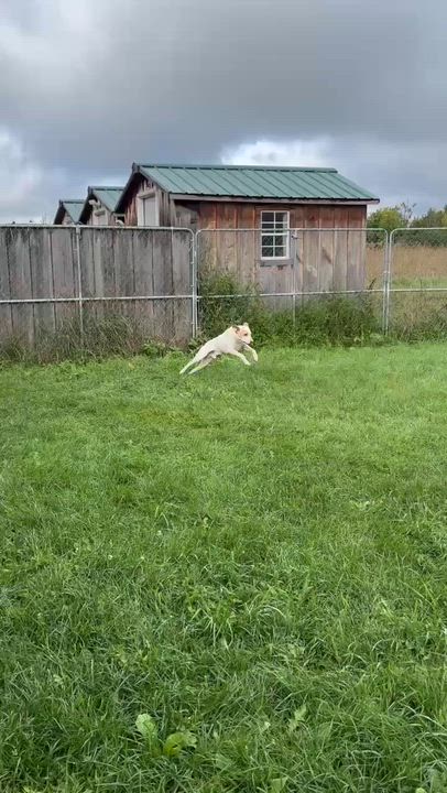 Enlarge Moose, a Adoptable Mixed Breed in Heuvelton, NY video 6/6