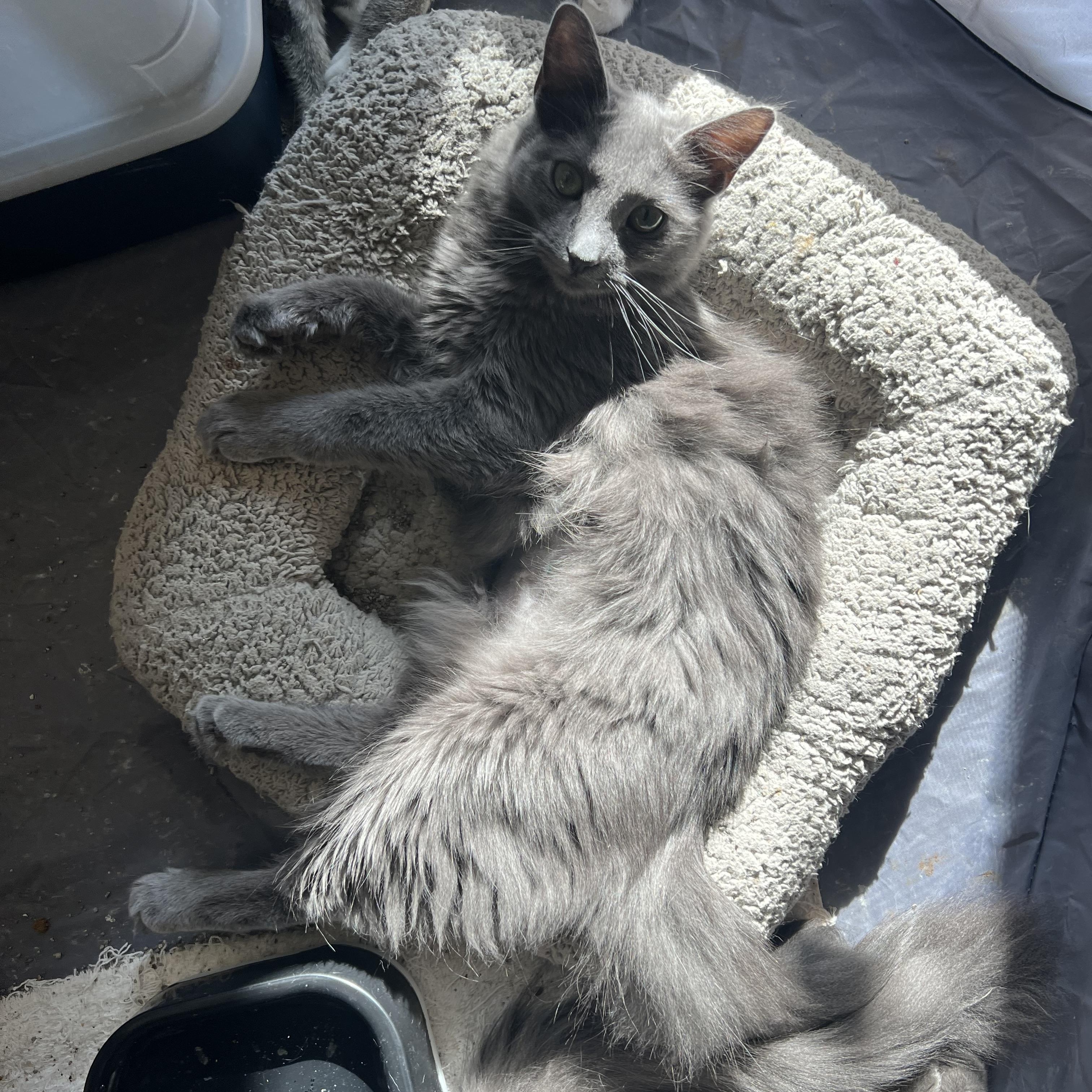 Enlarge Oscar’s Cuties, a Adoptable mixed breed in Glendora, CA image 2/3