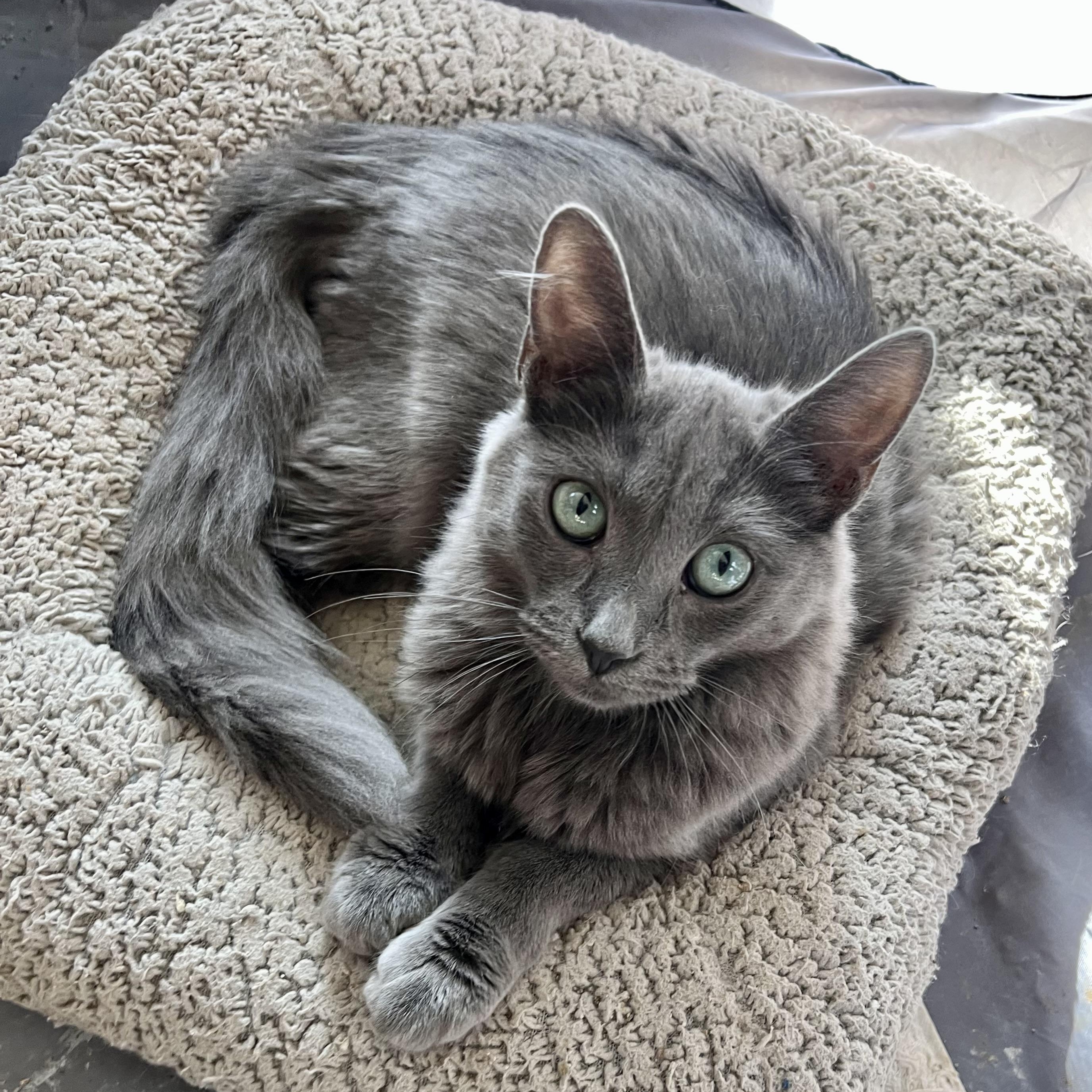 Enlarge Oscar’s Cuties, a Adoptable mixed breed in Glendora, CA image 3/3