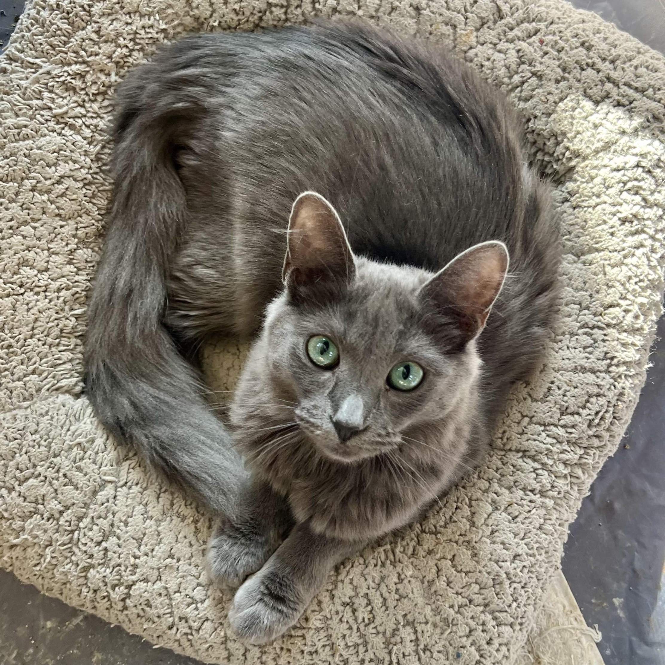 Oscar’s Cuties, Adoptable, Young Female Russian Blue.