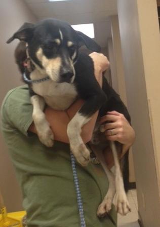 Buster, a Adoptable mixed breed in Walker, LA image 2/6