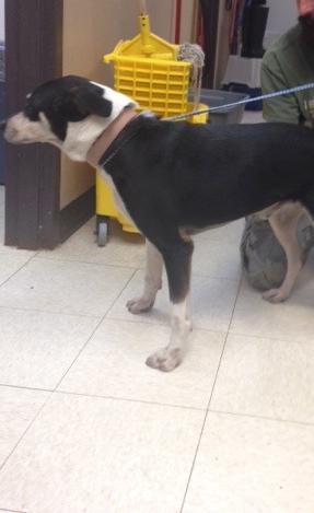 Buster photo 3