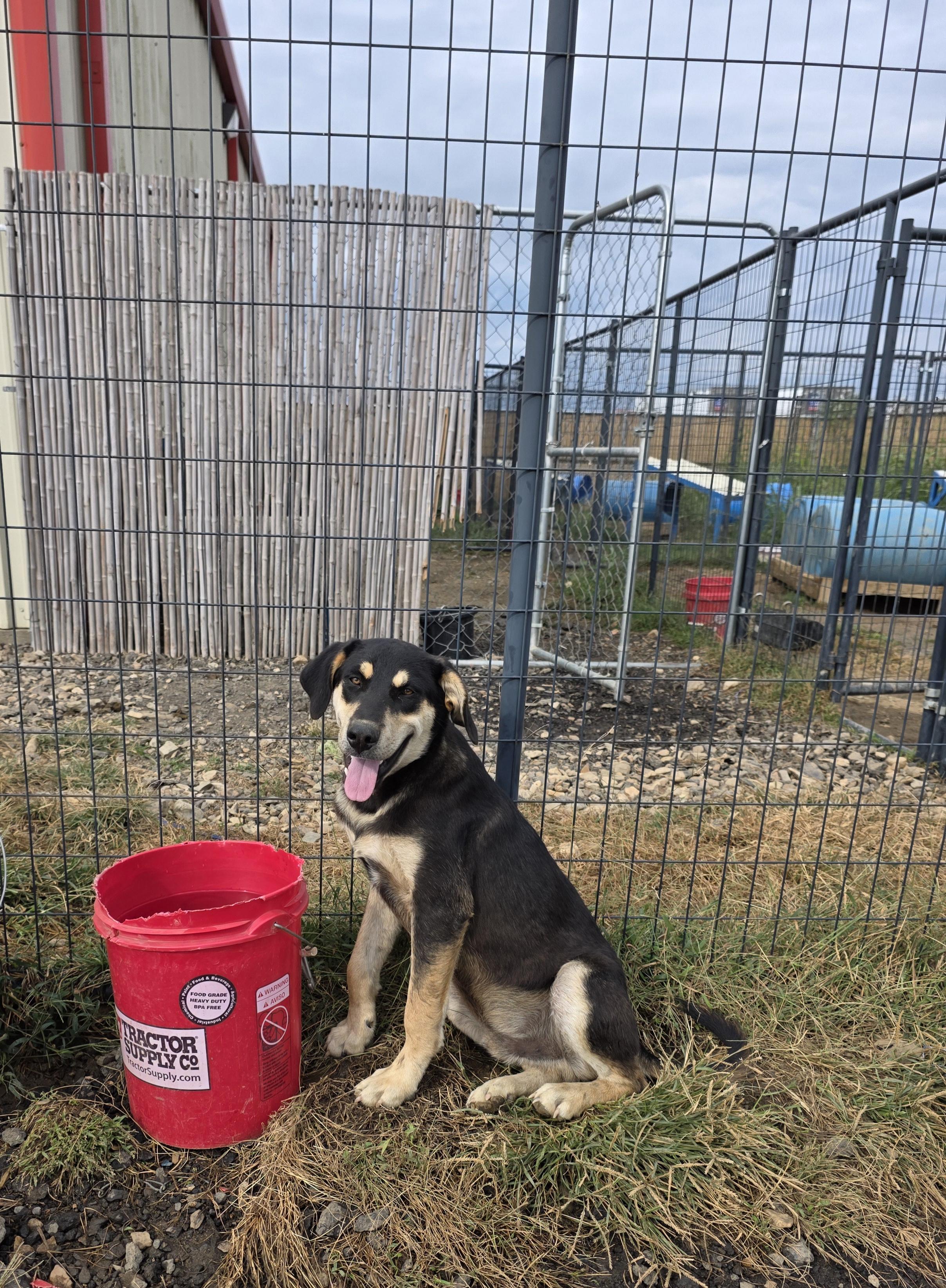 Skeeter - Transylvanian Hound, Adoptable, Young Male Shepherd.
