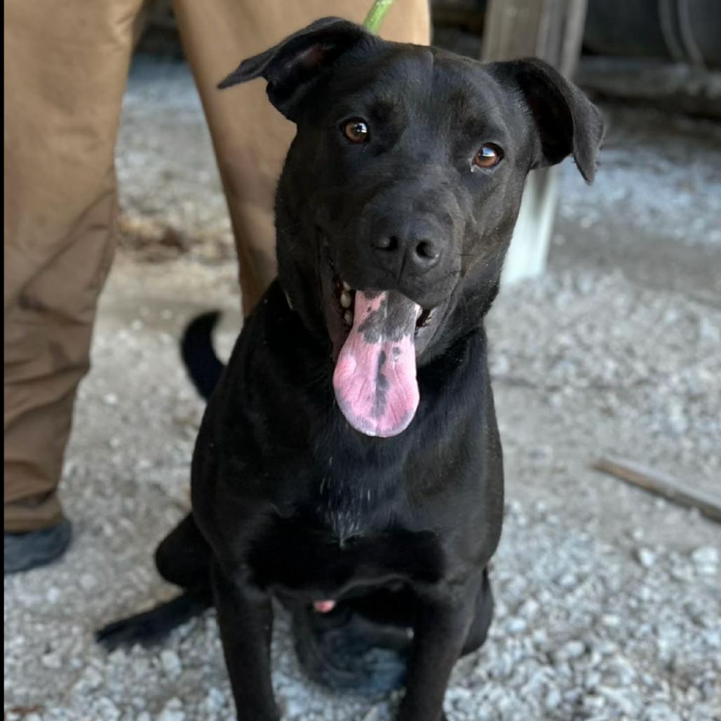 Chorney, Adoptable, Young Male Black Labrador Retriever & Mixed Breed.