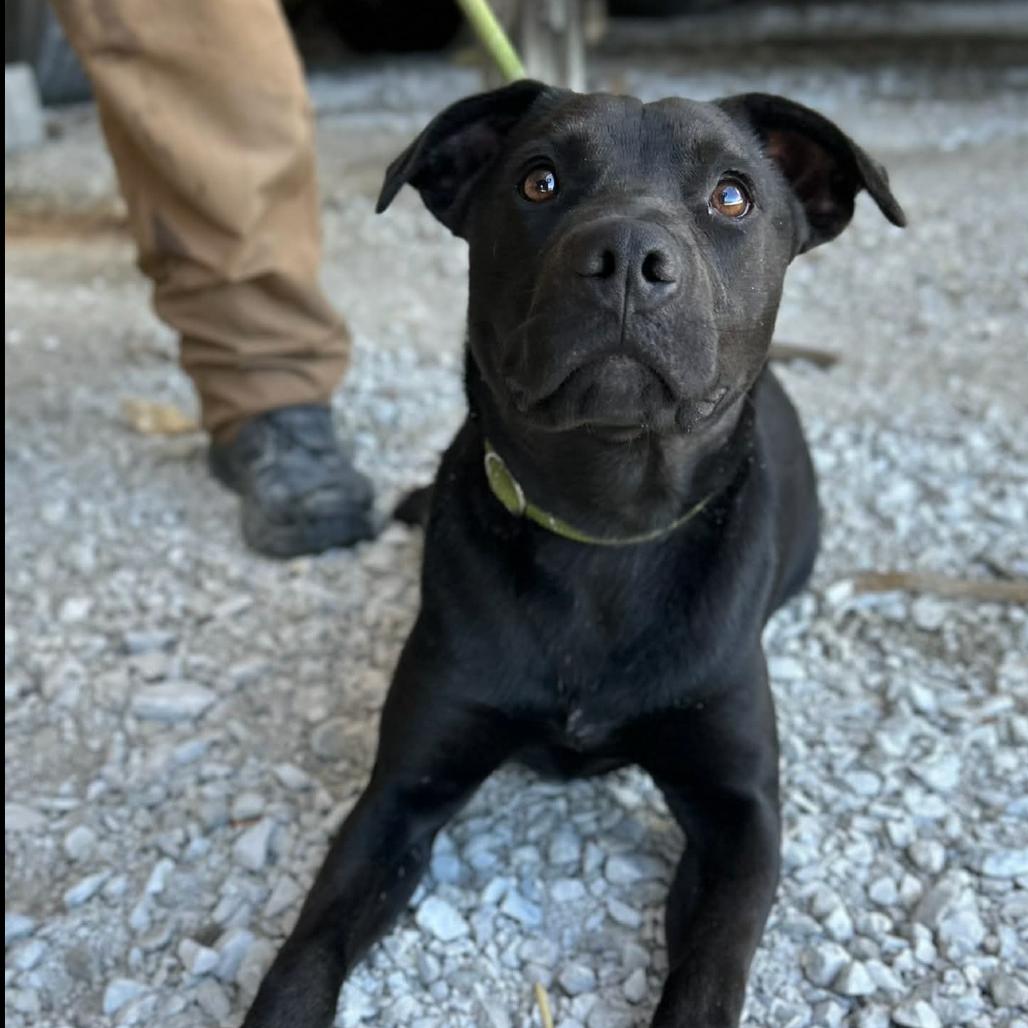 Enlarge Chorney, a Adoptable mixed breed in Clarksville, TN image 2/6