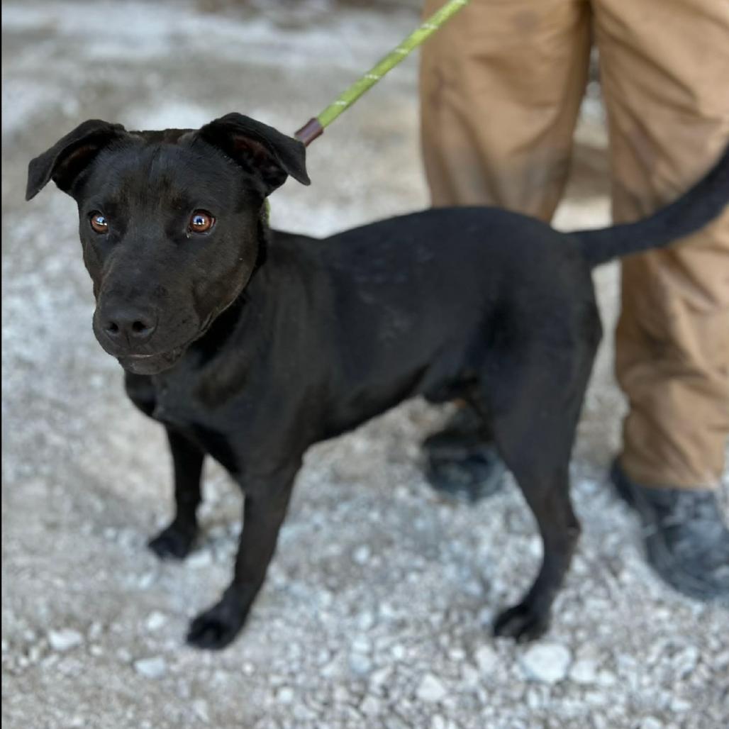Enlarge Chorney, a Adoptable mixed breed in Clarksville, TN image 3/6