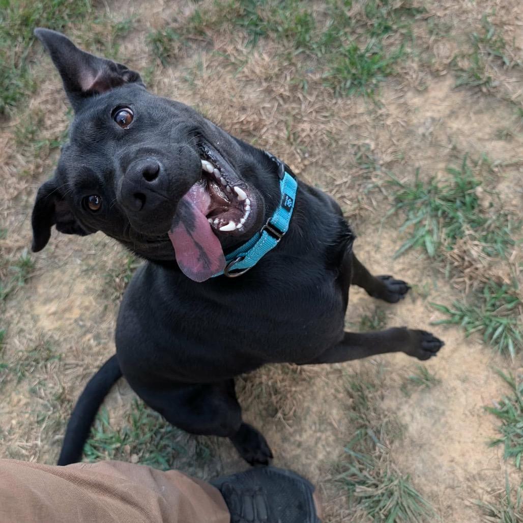 Enlarge Chorney, a Adoptable mixed breed in Clarksville, TN image 4/6