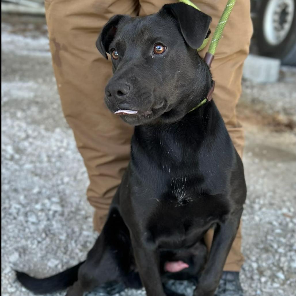 Enlarge Chorney, a Adoptable mixed breed in Clarksville, TN image 5/6