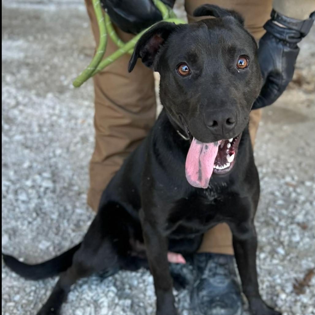 Enlarge Chorney, a Adoptable mixed breed in Clarksville, TN image 6/6