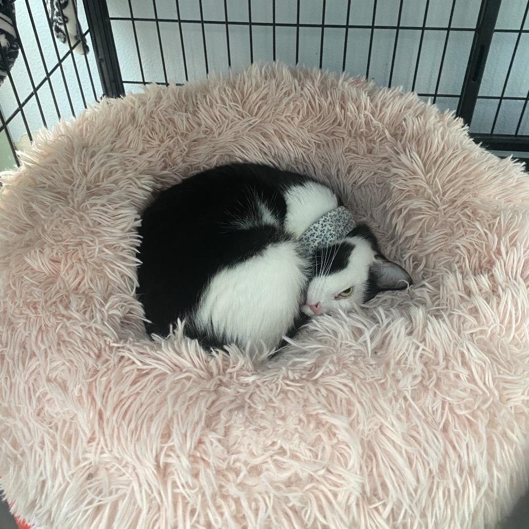 Enlarge Bruneta, a Adoptable Domestic Short Hair in Evansville, IN image 3/5