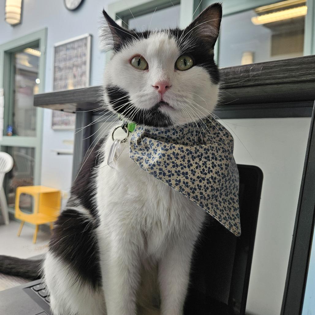 Enlarge Bruneta, a Adoptable Domestic Short Hair in Evansville, IN image 4/5