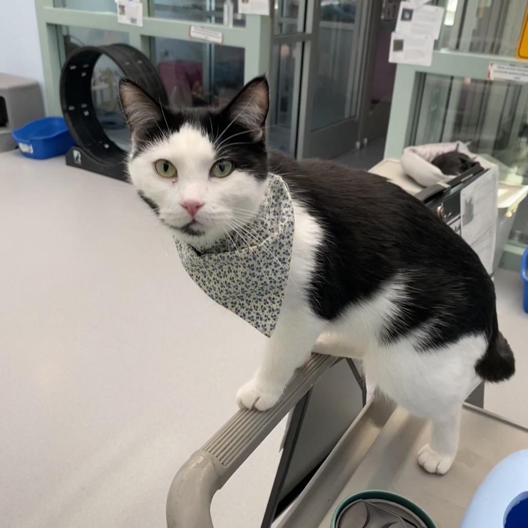 Enlarge Bruneta, a Adoptable Domestic Short Hair in Evansville, IN image 5/5