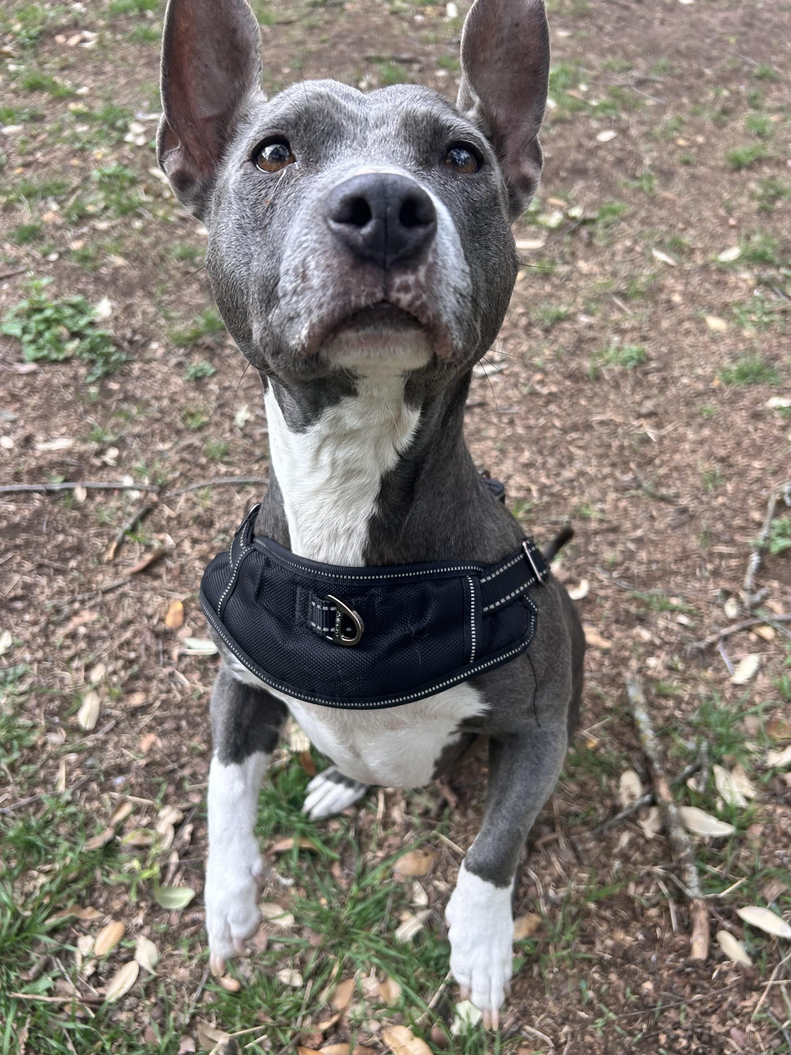 Toast (fka Poppy), Adoptable, Adult Female American Staffordshire Terrier.