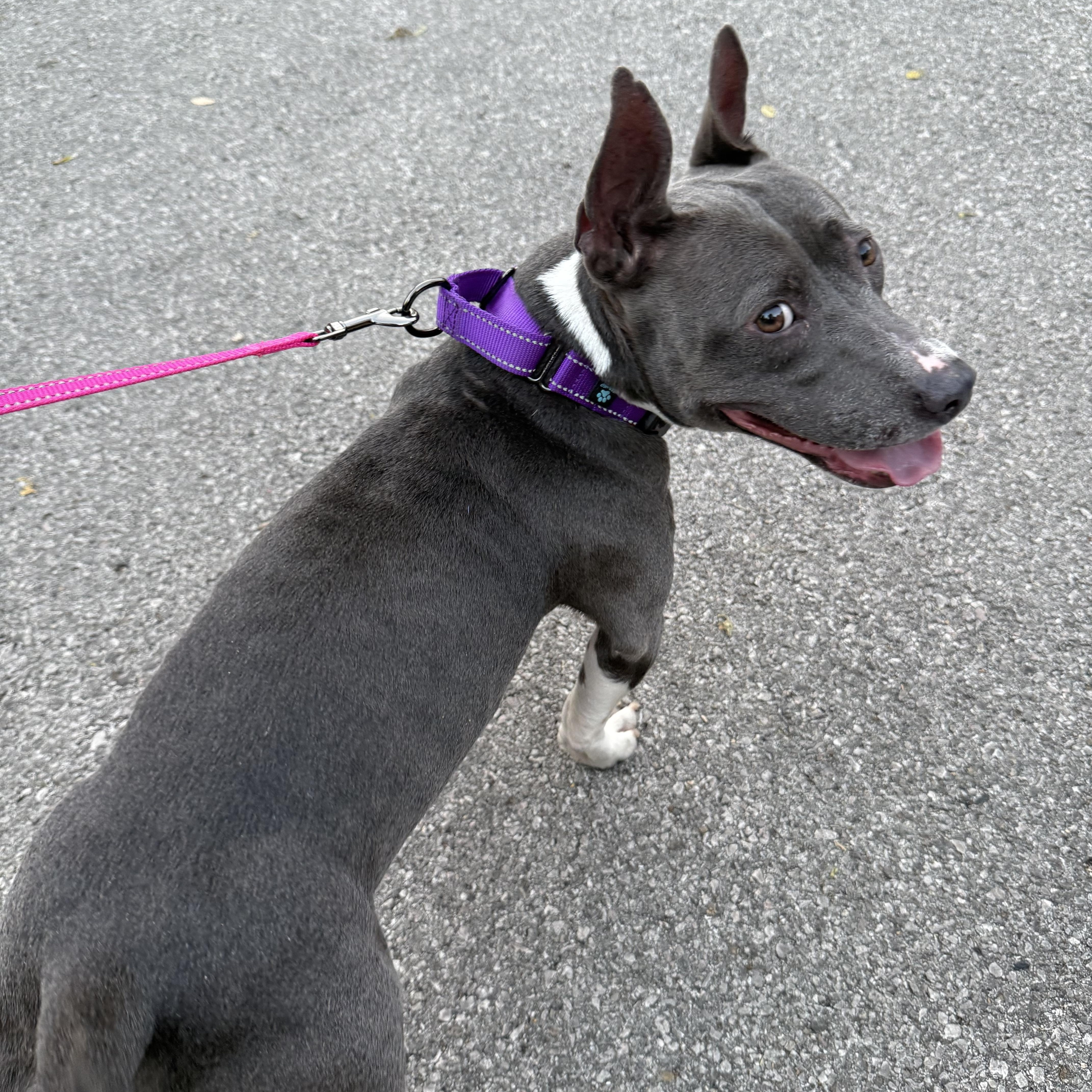 Poppy (aka Toast), a Adoptable mixed breed in Austin, TX image 3/6