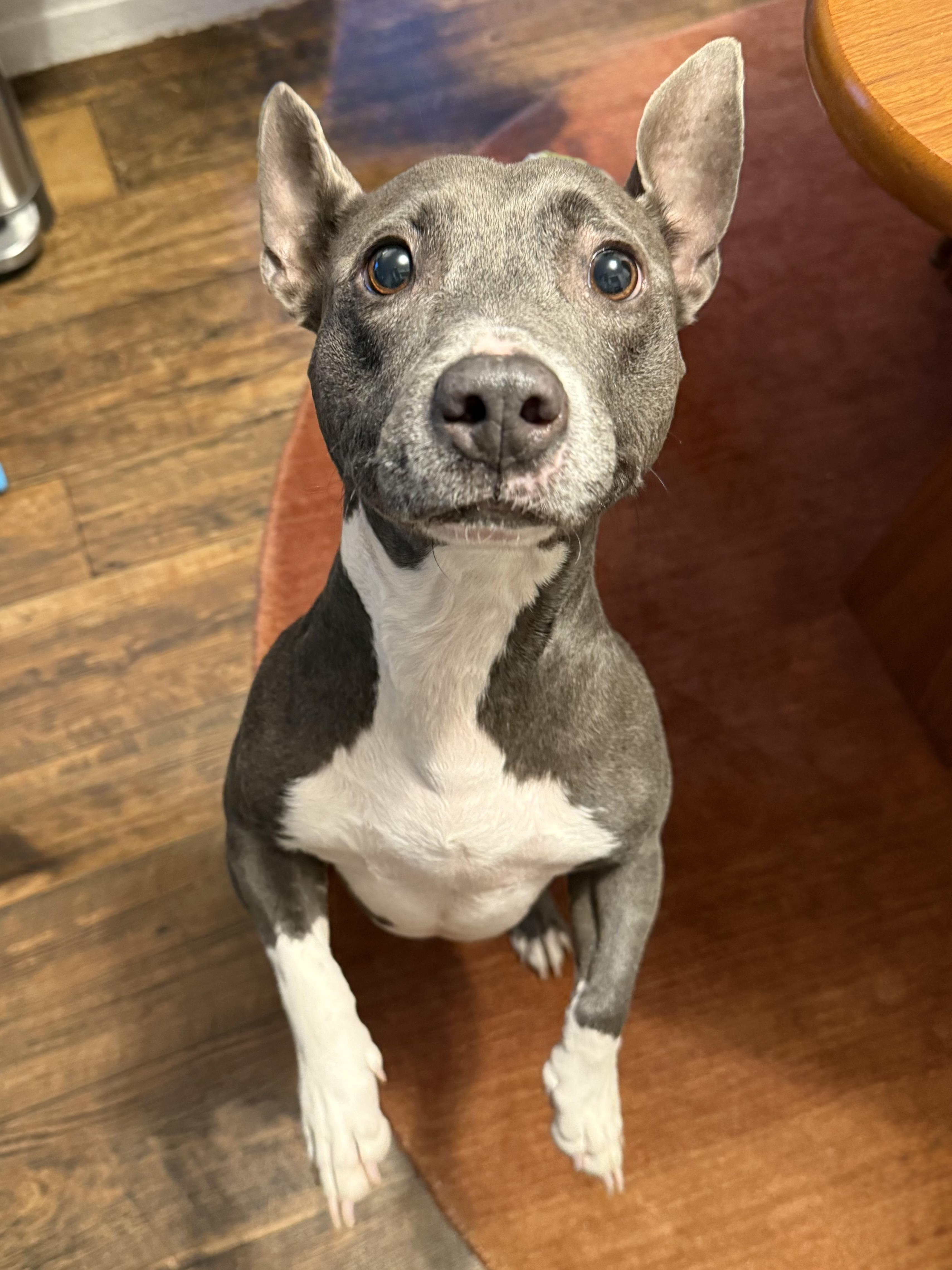 Poppy (aka Toast), a Adoptable mixed breed in Austin, TX image 4/6