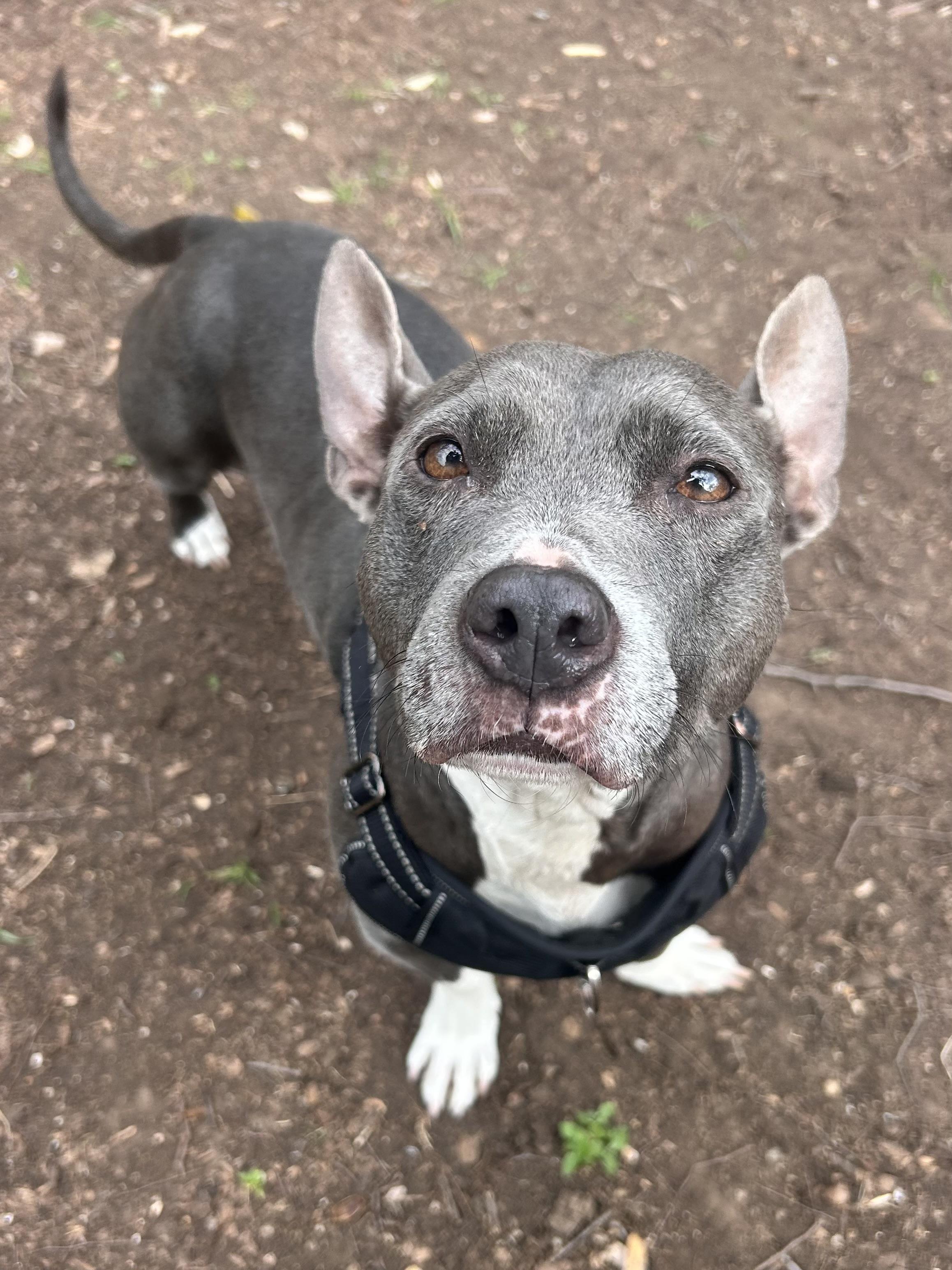 Enlarge Toast (fka Poppy), a Adoptable mixed breed in Austin, TX image 6/6