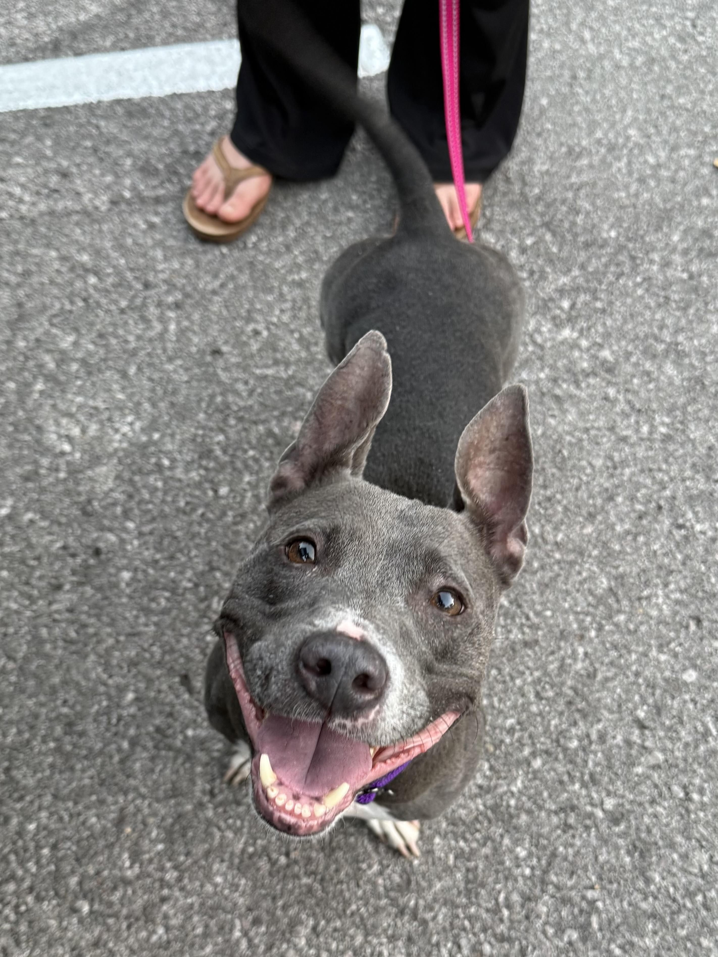 Poppy (aka Toast), a Adoptable mixed breed in Austin, TX image 1/6