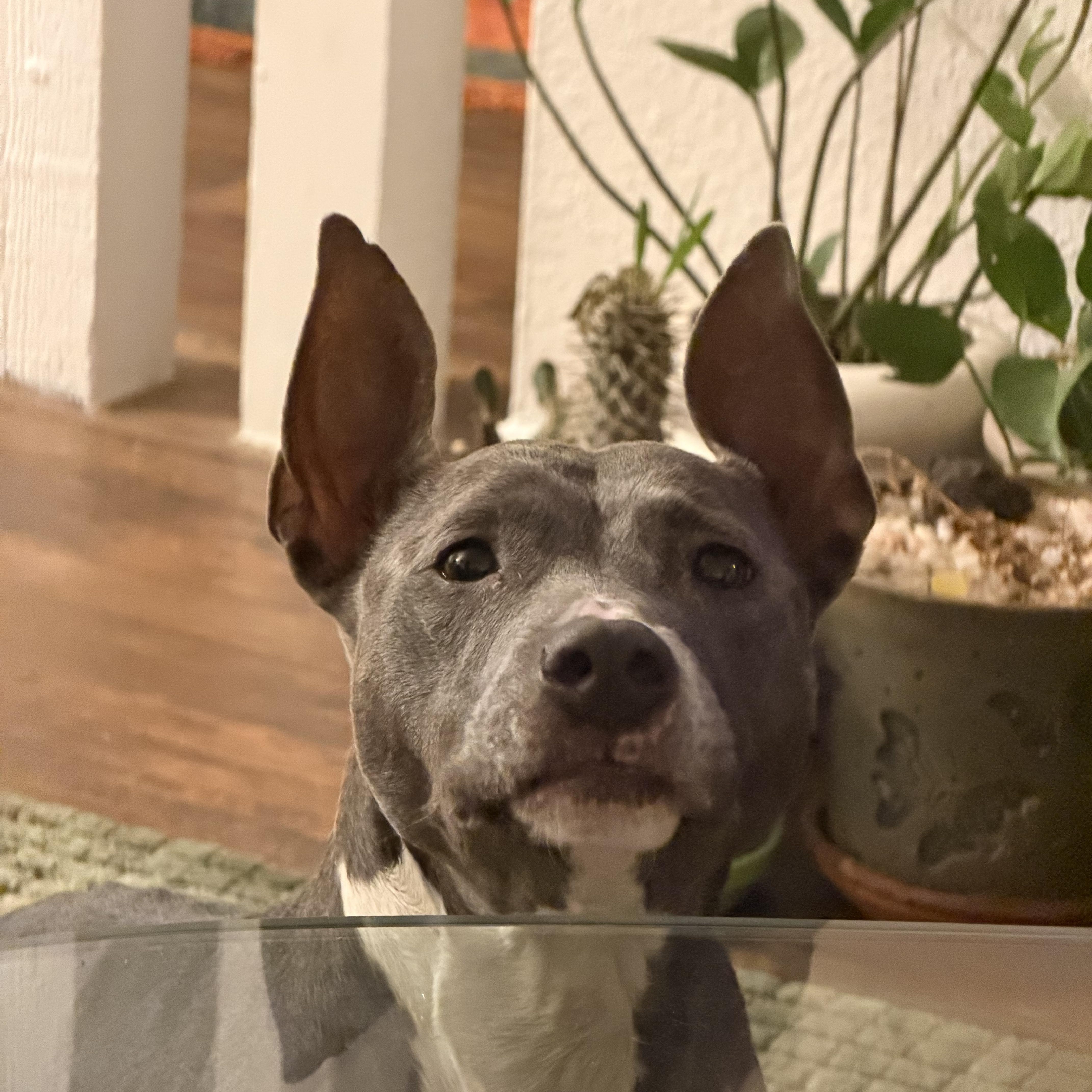 Enlarge Toast (fka Poppy), a Adoptable mixed breed in Austin, TX image 5/6