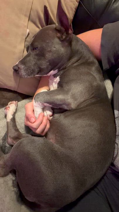 Enlarge Poppy (aka Toast), a Adoptable mixed breed in Austin, TX video 6/6