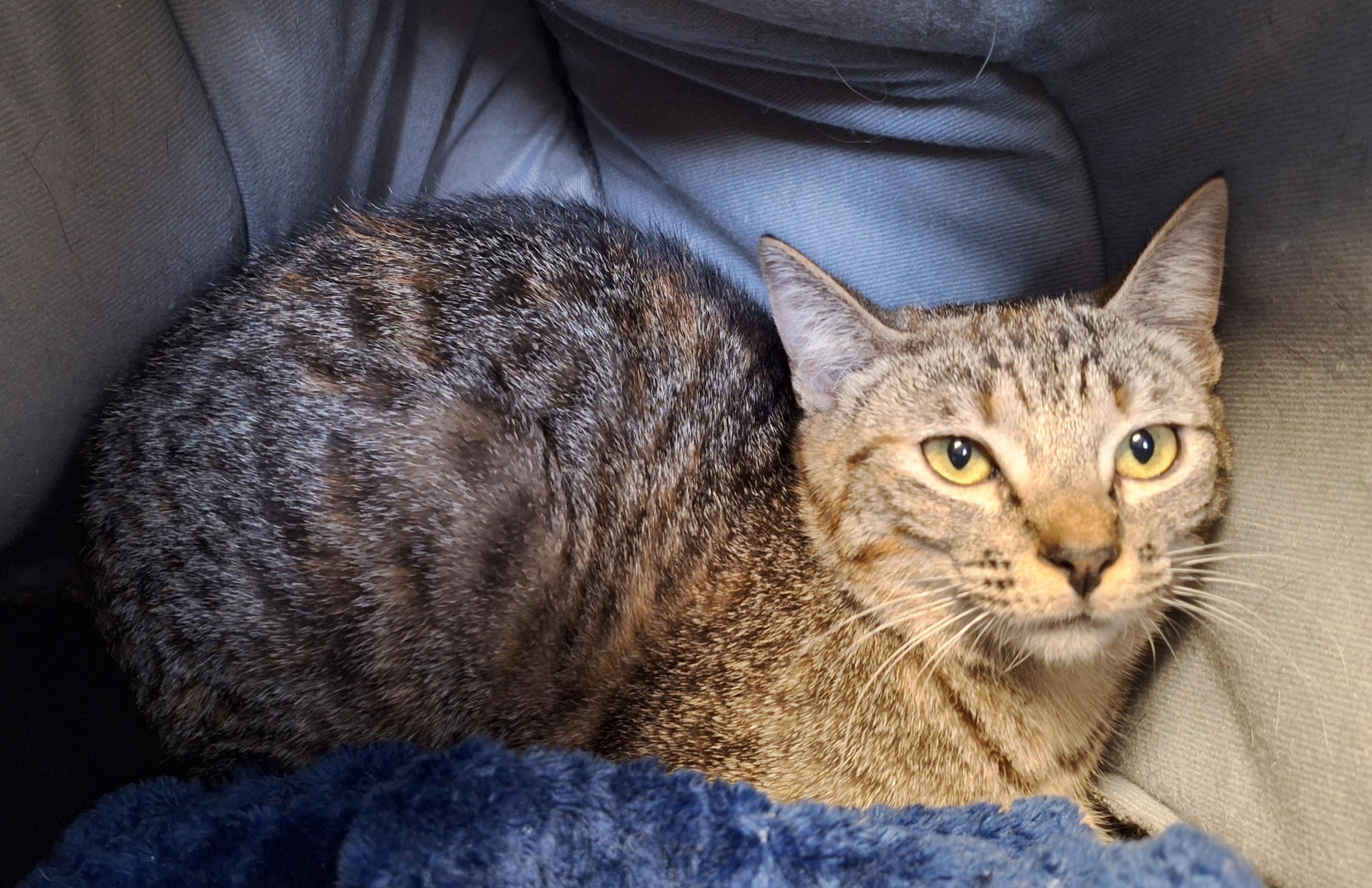 Enlarge Minerva, a ADOPTABLE mixed breed in Payson, AZ image 2/4