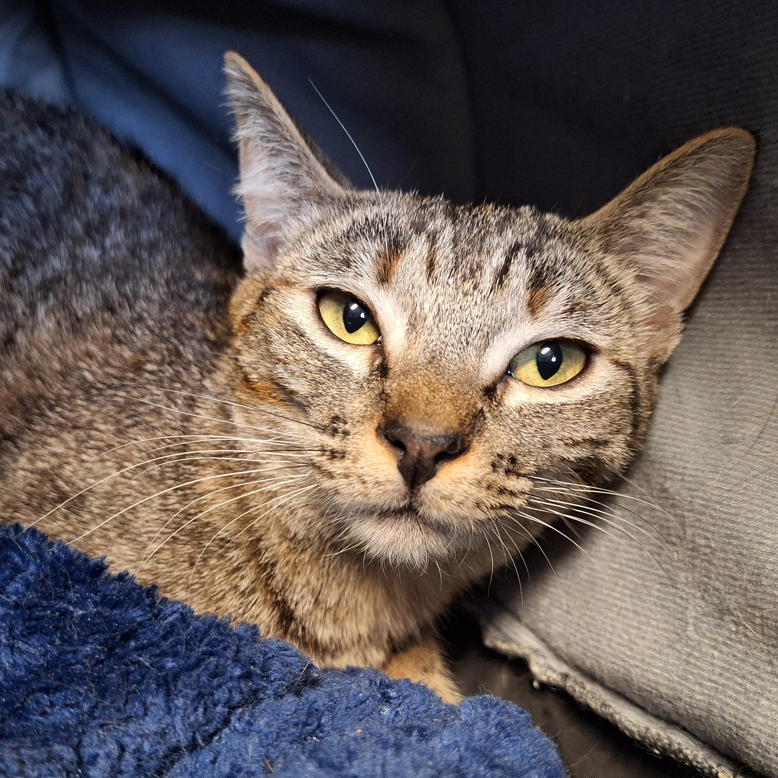 Minerva, ADOPTABLE, Young Female Domestic Short Hair.