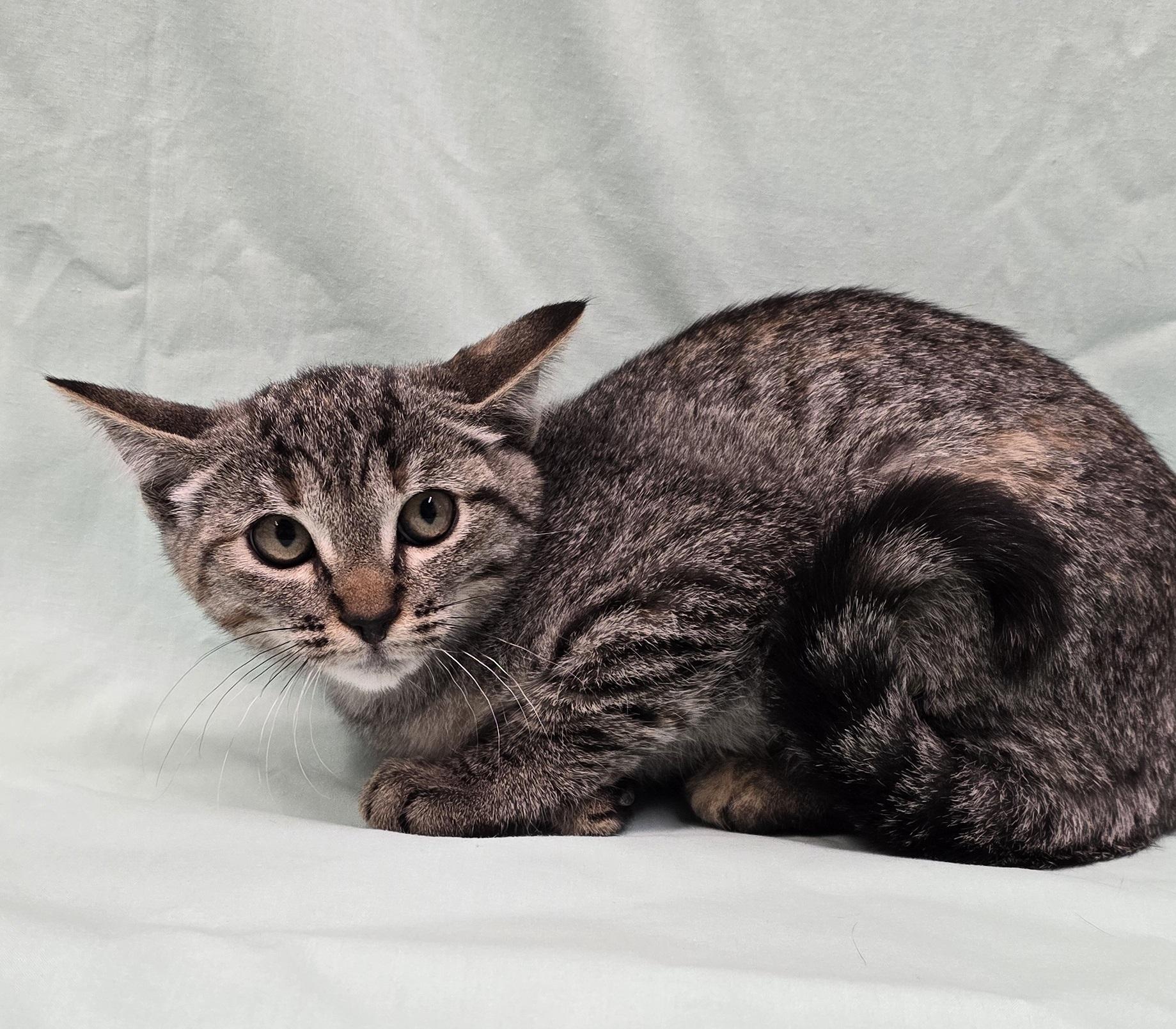 Enlarge Minerva, a ADOPTABLE mixed breed in Payson, AZ image 4/4