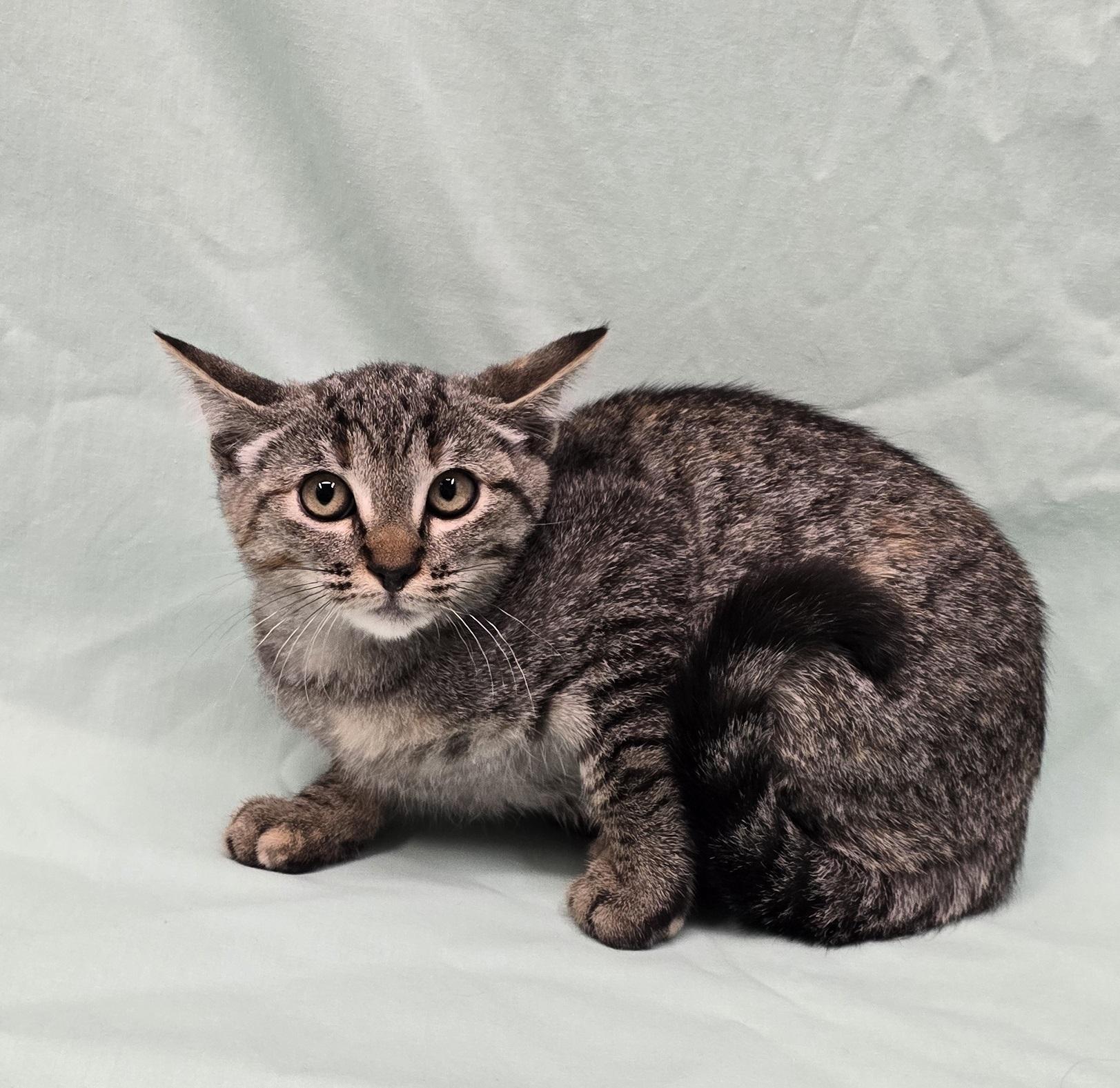 Enlarge Minerva, a ADOPTABLE mixed breed in Payson, AZ image 3/4