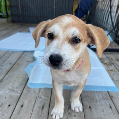 Harriet, Adoptable, Young Female Mixed Breed.