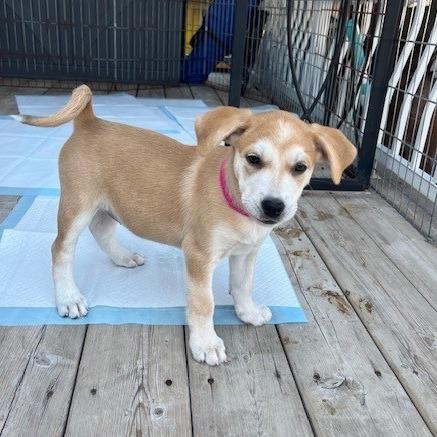 Harriet, a Adoptable Mixed Breed in Calgary, AB image 2/6