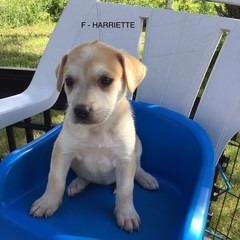 Harriet, a Adoptable Mixed Breed in Calgary, AB image 3/6