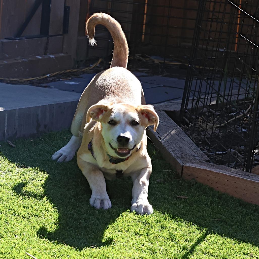 Harriet, a Adoptable Mixed Breed in Calgary, AB image 4/6