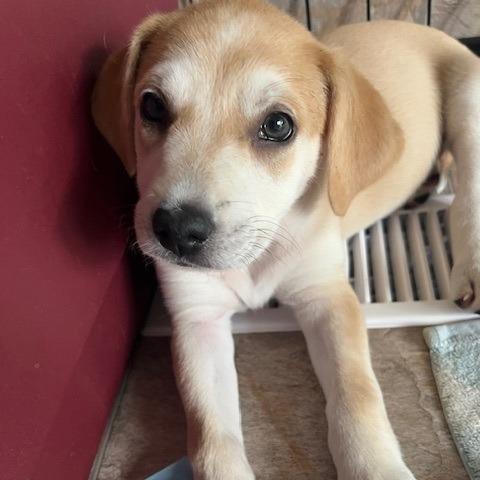 Harriet, a Adoptable Mixed Breed in Calgary, AB image 5/6